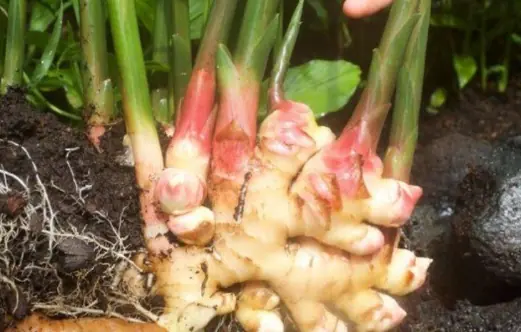 6 "miracle" vegetables that can help prevent can.cer, are easy to grow at home