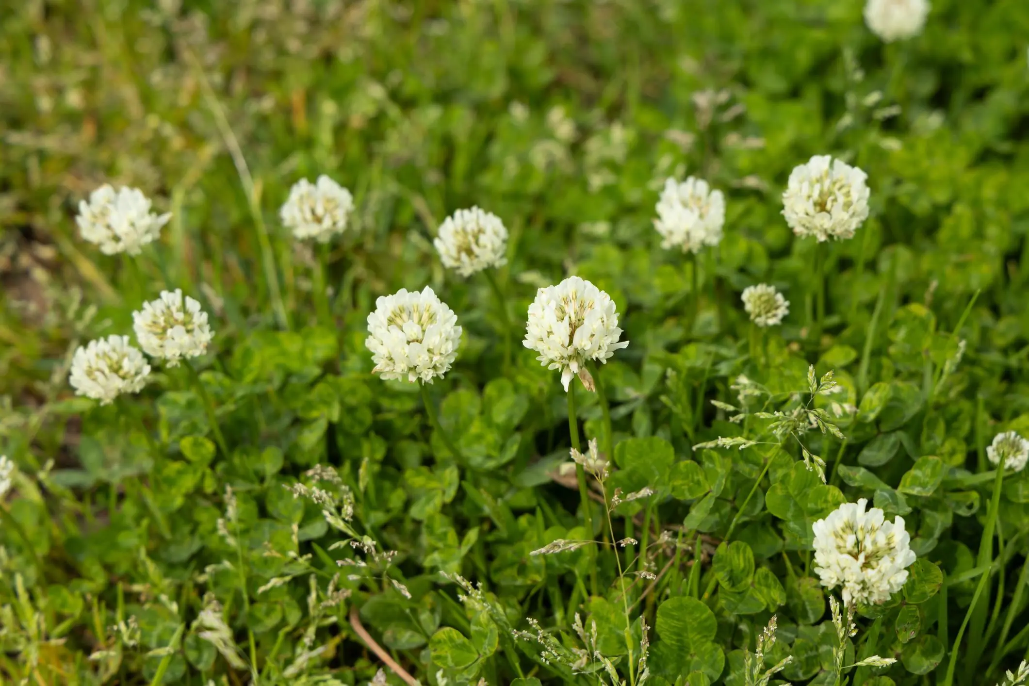 The Untapped Power of White Clover: A Modest Yet Remarkable Plant