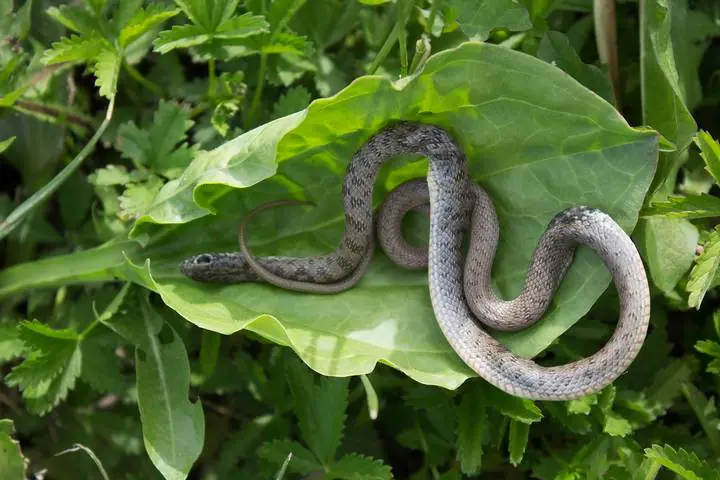 Plants That May Attract Snakes Around Your Home — What You Should Avoid