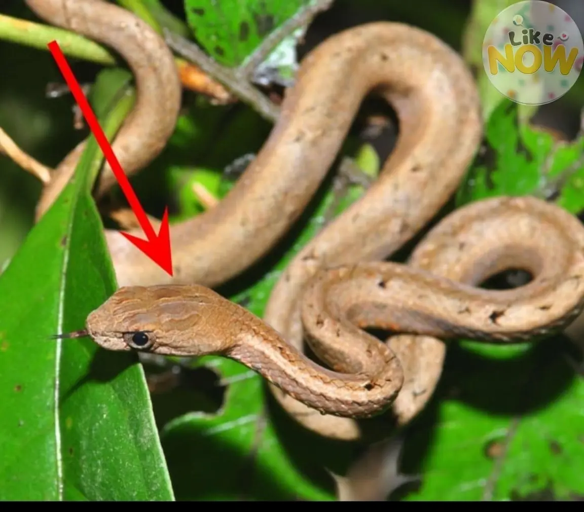 4 Plants You Might Want to Avoid If You Don’t Want Snakes Around