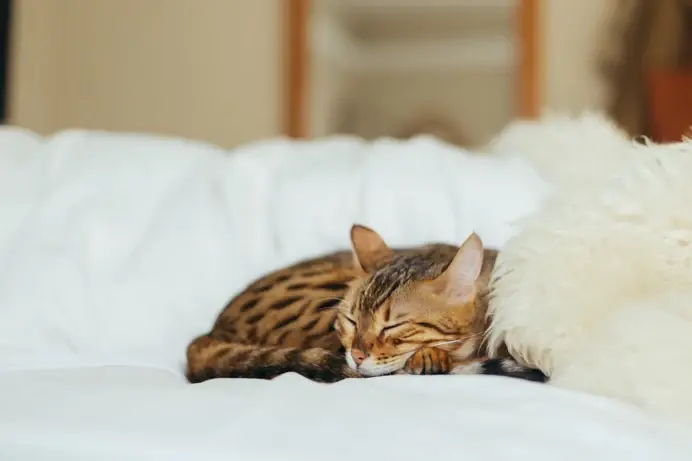 The Surprising Reason Your Cat Wants to Sleep in Your Bed
