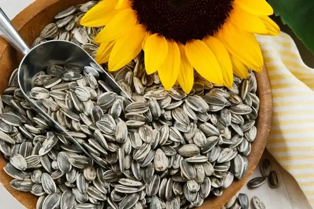 Think Twice Before Eating Sunflower Seeds — Read These 11 Facts First