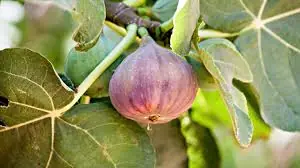 The truth about fig consumption doctors want you to know