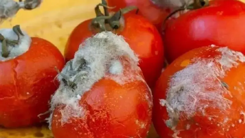 Don’t throw away rotten tomatoes just yet—use them this way and everyone benefits
