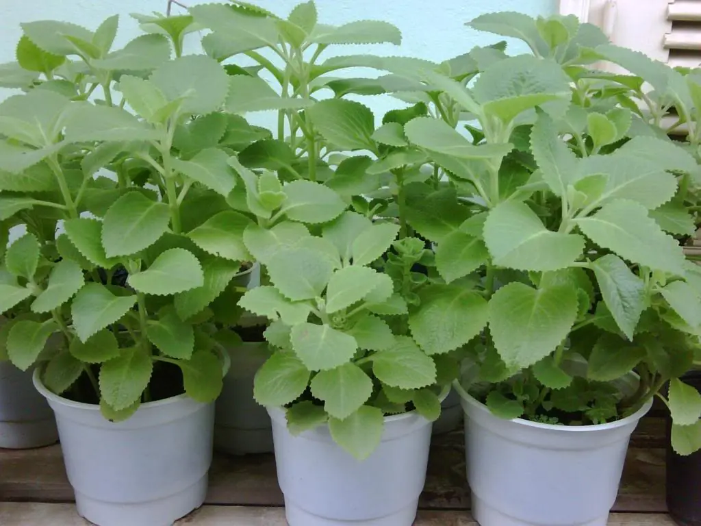 A simple daily oregano leaf may support your well-being more than you think…
