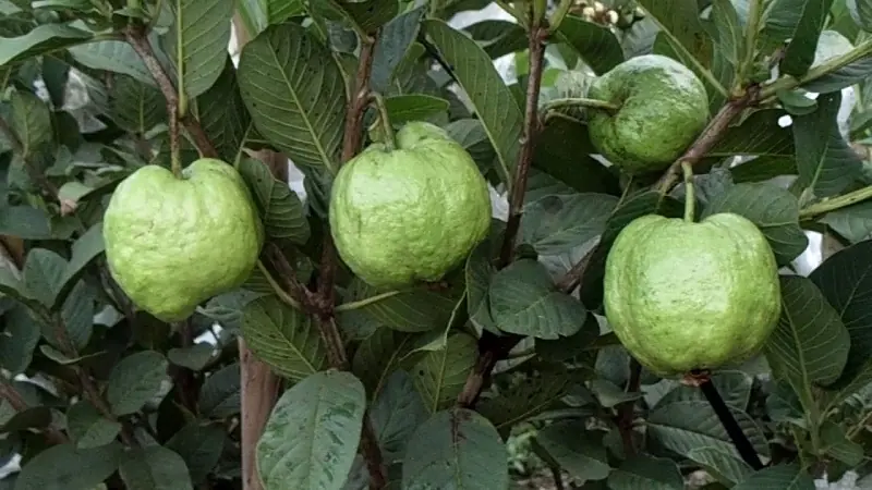 What doctors say about guava consumption might surprise you