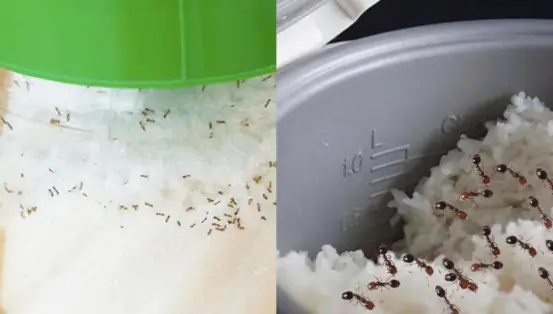 Tips to quickly get ants out of sugar jars