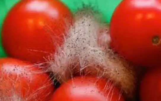 Don't rush to throw away rot.ten tomatoes