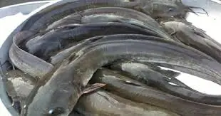 6 fish you may want to avoid — what health experts actually warn about