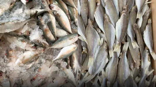3 quick and effective ways to defrost fish