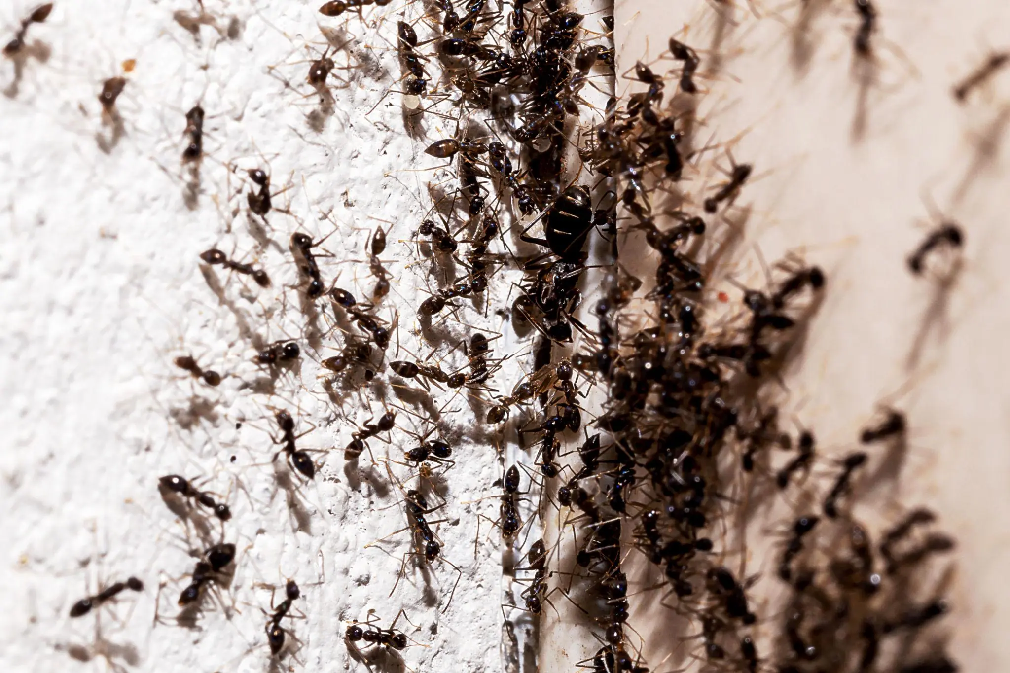 If ants keep showing up in your home, here’s what it might be telling you