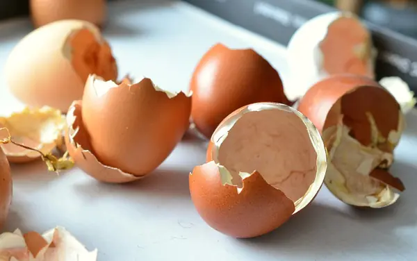 Don’t throw away eggshells - boil them and discover these surprising uses