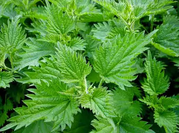 The Power of Stinging Nettle: How Its Leaves and Seeds Support Health