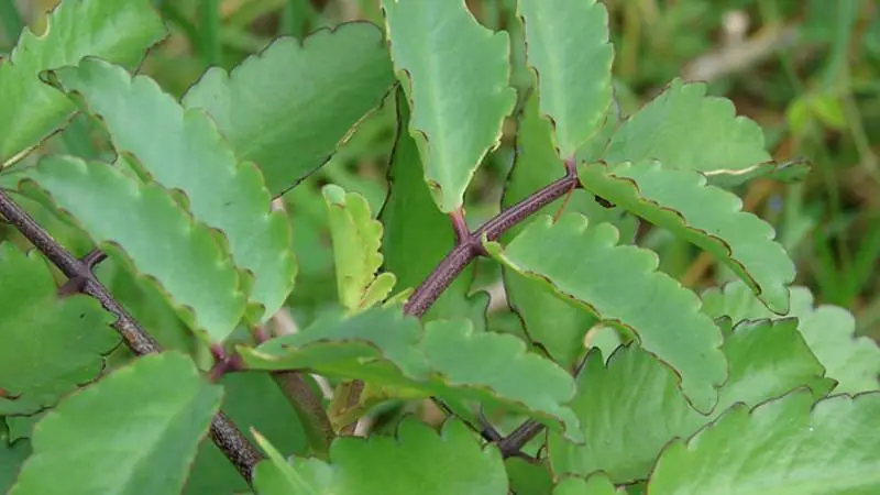 Discover the leaf of life – a simple plant with surprising natural benefits