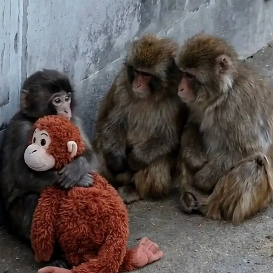 All He Needed Was a Plushie: The Quiet Healing of a Little Macaque 🧸🐒