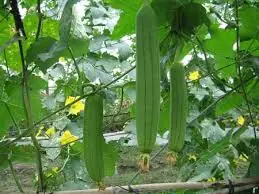 Loofah Benefits: 5 Reasons This Vegetable Deserves a Spot on Your Plate