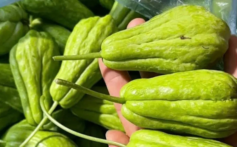 Hidden Effects of Chayote: What Doctors Are Warning About