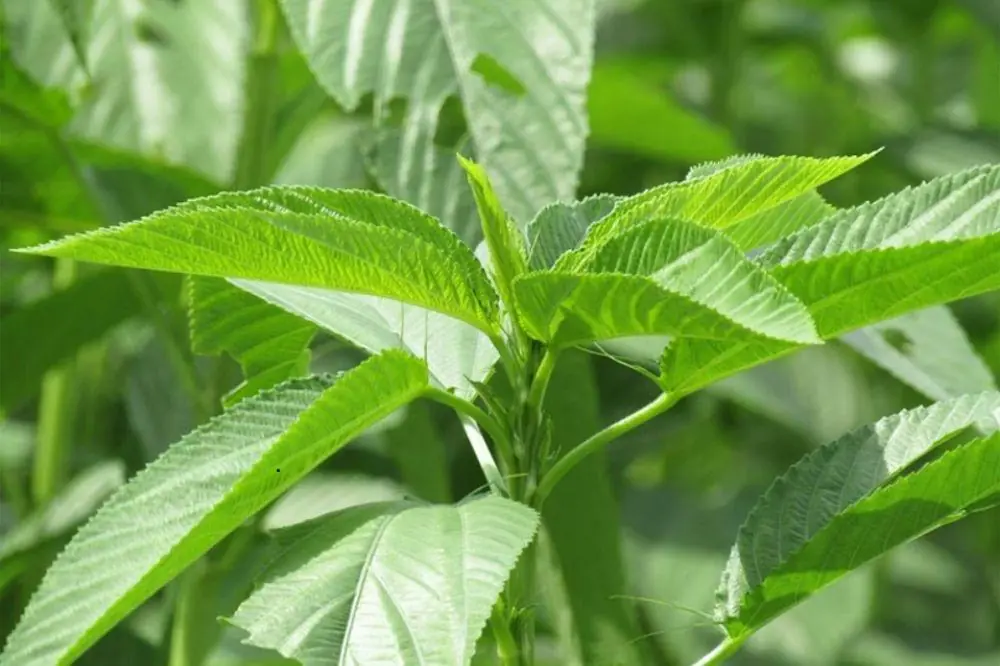7 surprising benefits of growing jute mallow at home