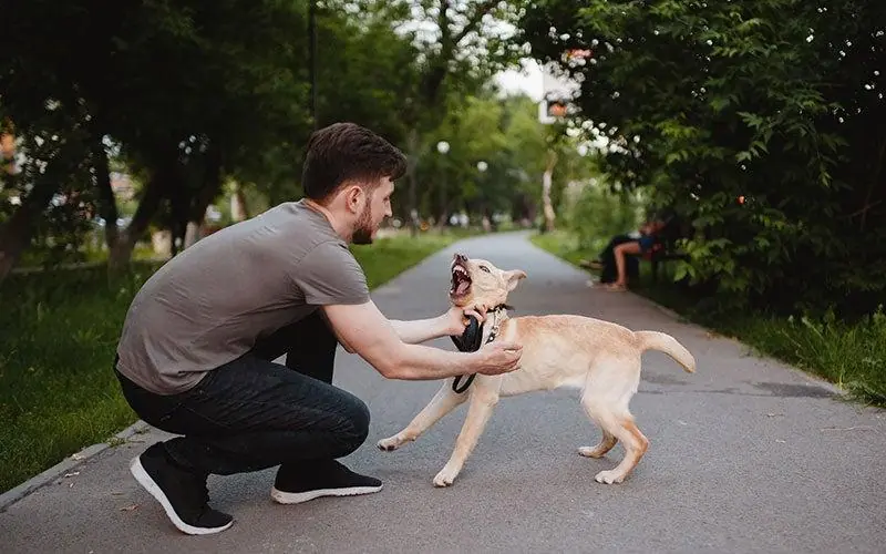 Why some dogs run after people and how to manage the behavior?