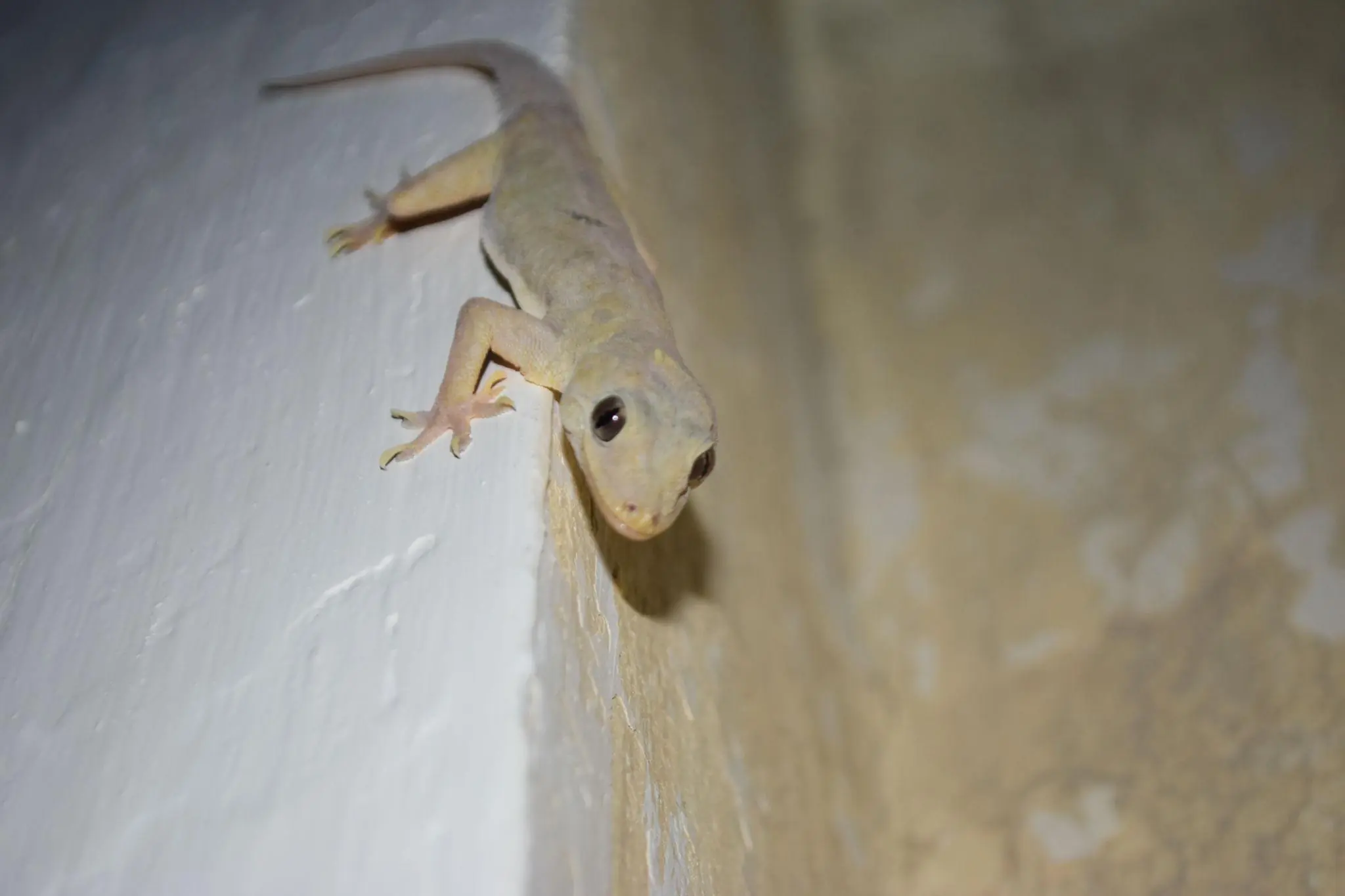 What it really means when a lizard appears in your house?
