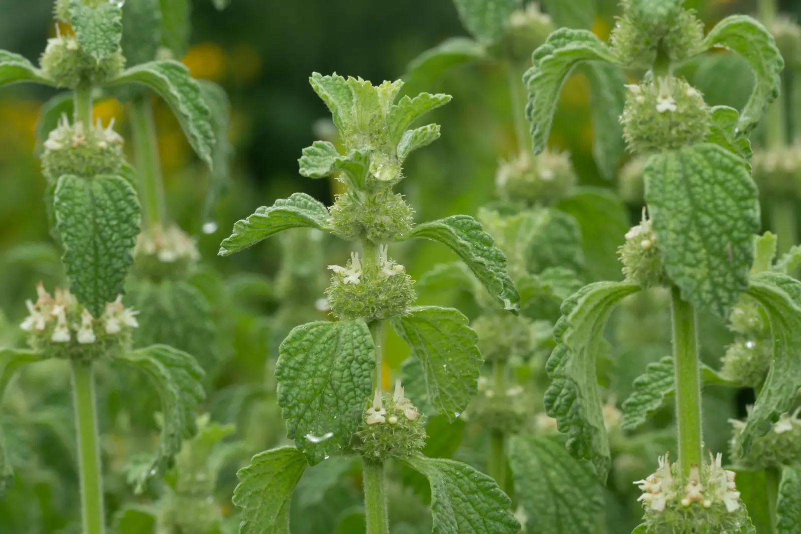 What Is White Horehound? Benefits, Herbal Applications & How to Use It
