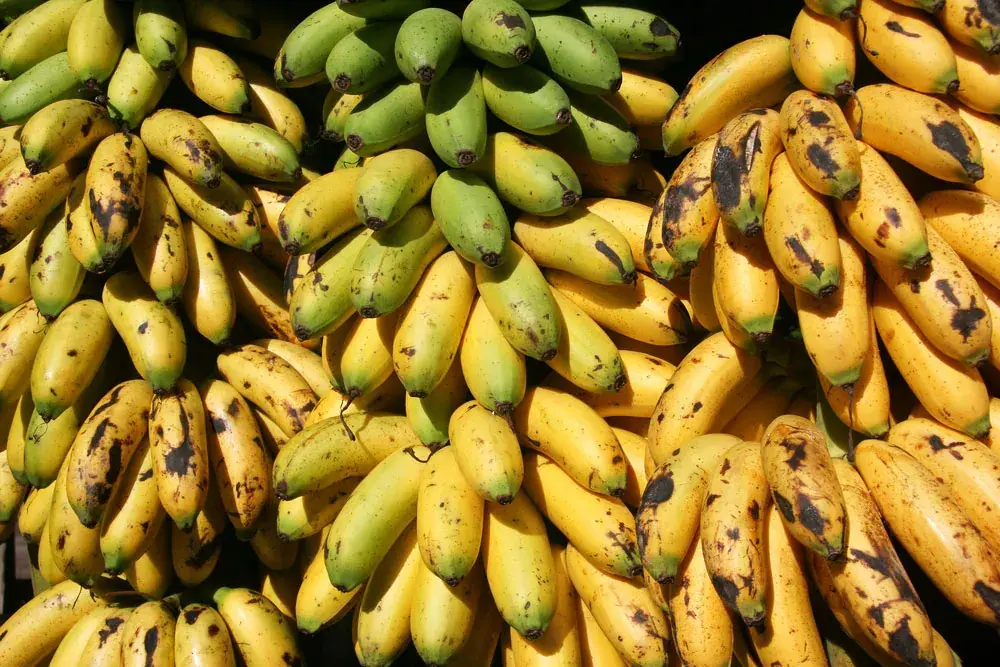 Green Bananas, Yellow Bananas, or Spotted Bananas: Which One Is Healthier?