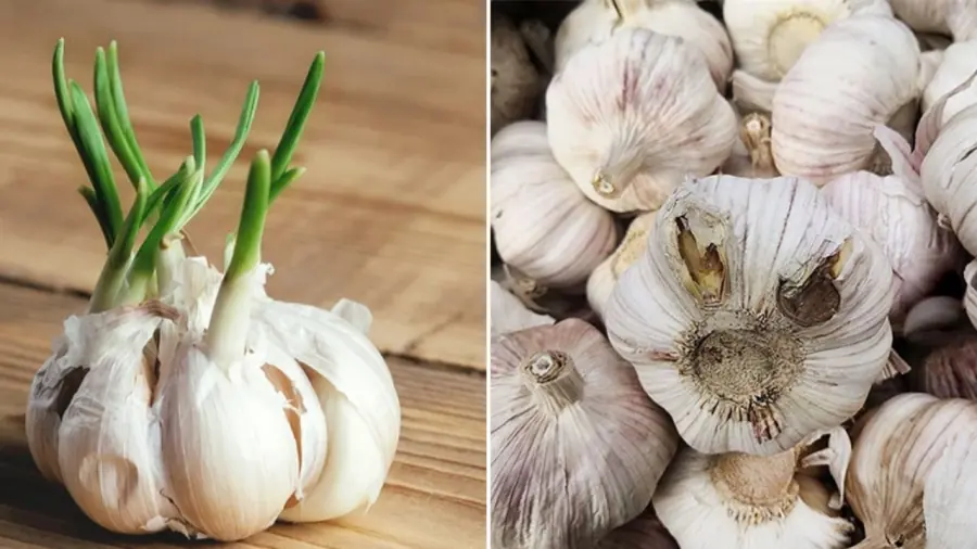 Don’t buy these 4 types of garlic — eating them can be even more harm.ful to your hea.lth.