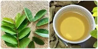 7 Potential Health Benefits of Guava Leaf Tea Backed by Tradition