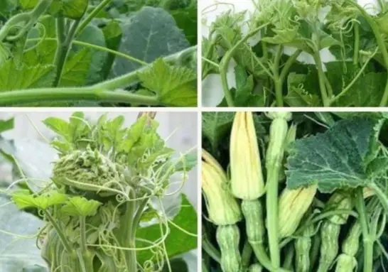 These 3 vegetables have a high risk of causing ca.n.cer. Know early to avoid them and tell your loved ones!