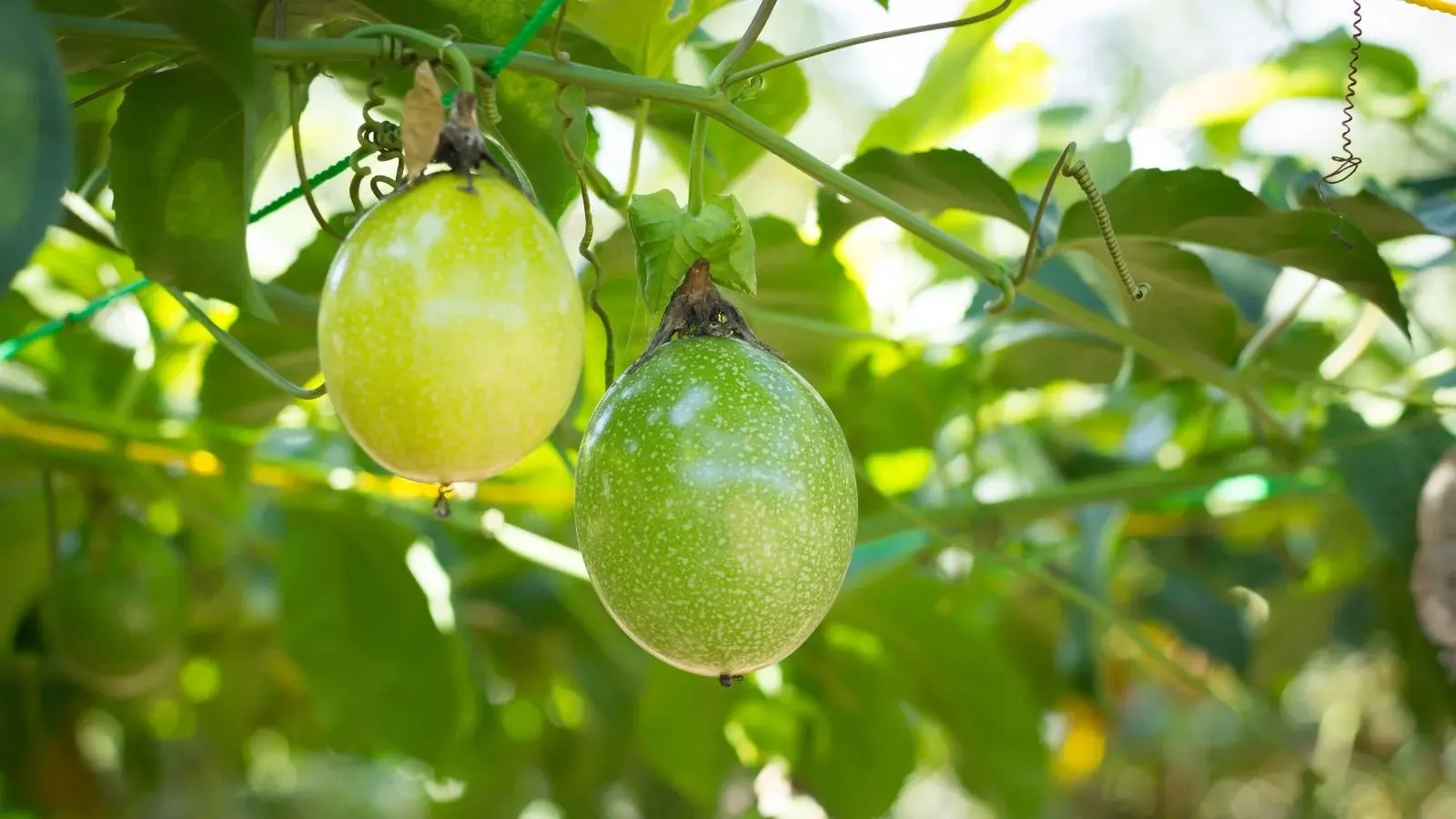 6 Beautiful Fruit Trees That Can Be Grown as a Fence