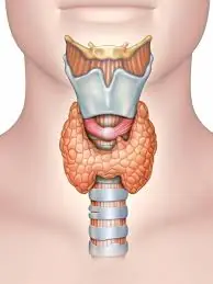 Foods that may trigger thyroid inflammation without you realizing it