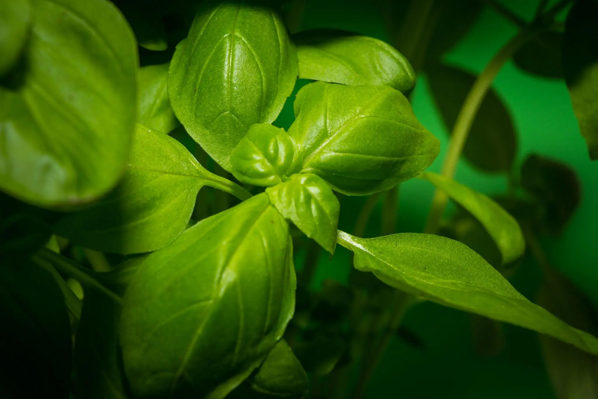 These 7 fragrant plants may help reduce mosquitoes around your home