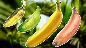 Doctors warn that eating bananas late at night may not be ideal for everyone