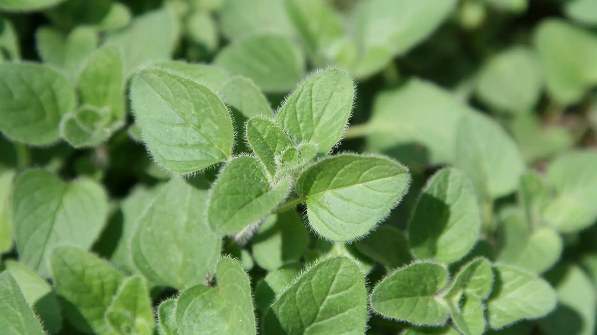 Exploring oregano’s potential health benefits through a scientific perspective