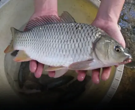 You should not buy these fish even though they are cheap