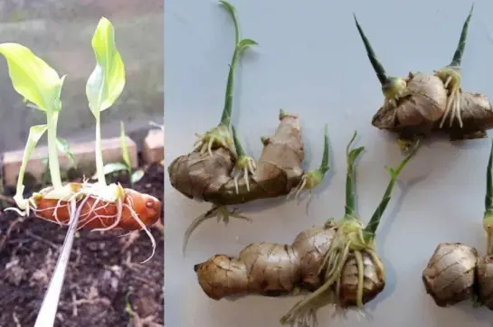 Tips for growing ginger at home for big