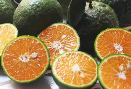 Tips for Choosing Delicious, Juicy Oranges That Everyone Loves