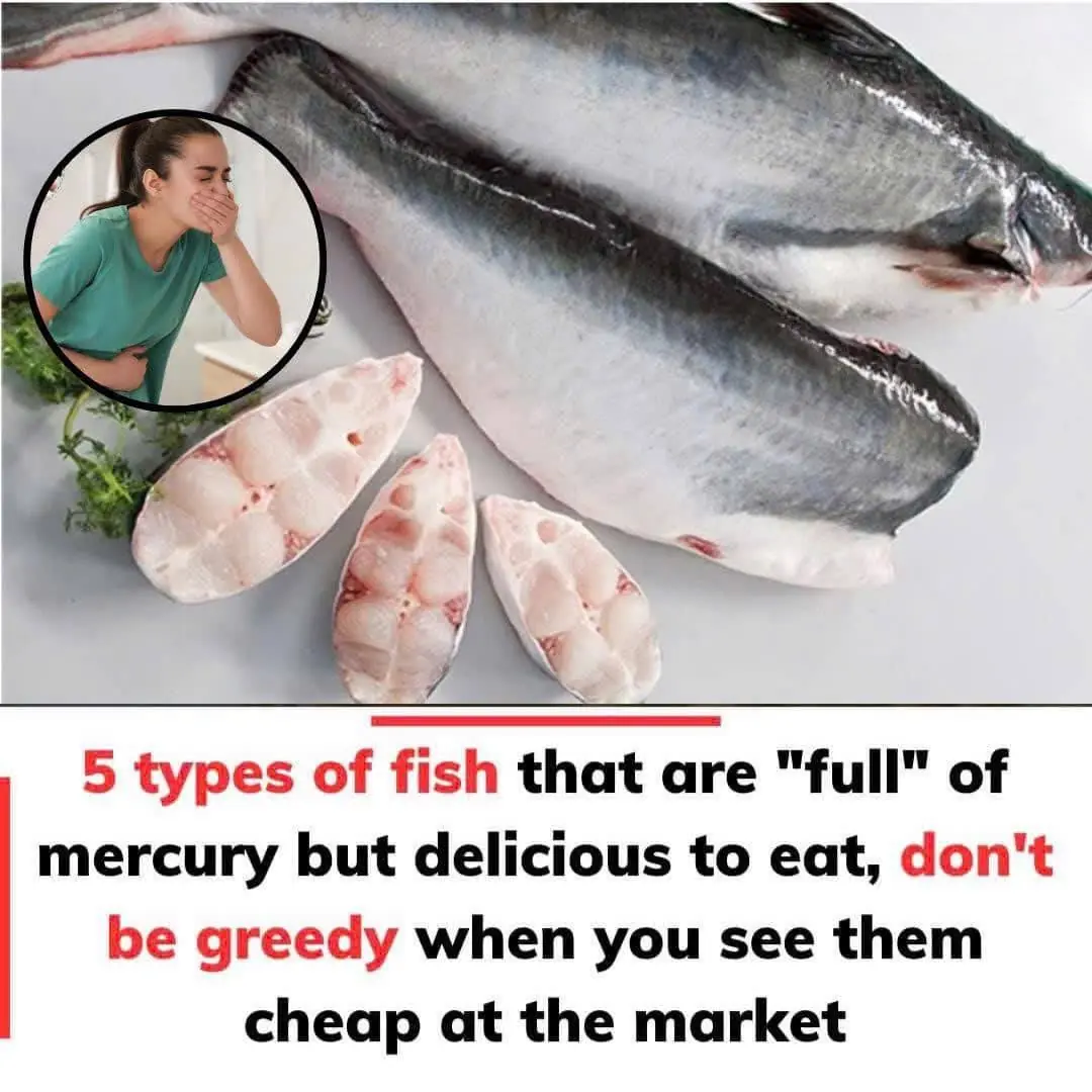 5 Types of Fish High in Mercury – Delicious but Dangerous If Eaten Too Often
