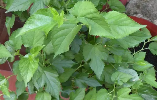 The Leaf That Diabetes Fears Most: As Nourishing as Ginseng, Great for Eyes, Liv.er, and Overall Health