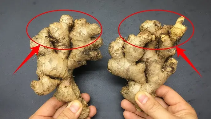 Avoid Ginger If You Have These 5 Health Problems