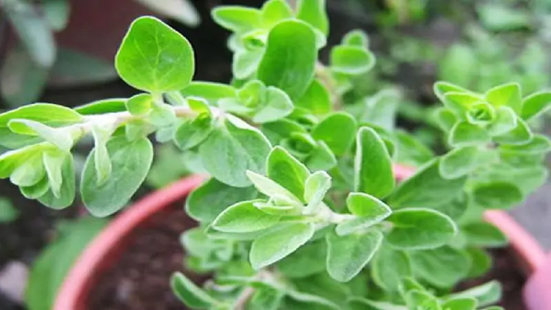Exploring the Science of Oregano and Its Possible Health Advantages