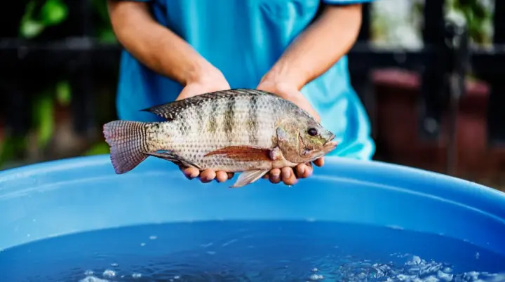 Tilapia Consumption: Potential Advantages and Risks to Consider