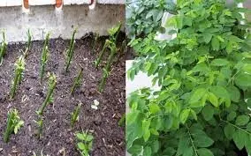 The Leafy Green with 3 Times More Ir.on Than Beef That Thrives All Year Round