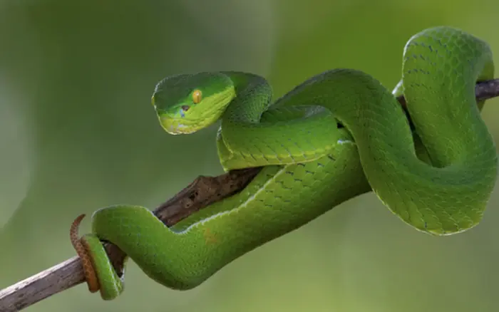 What You Should Do Right Away After a Snake Bite - Important Safety Tips
