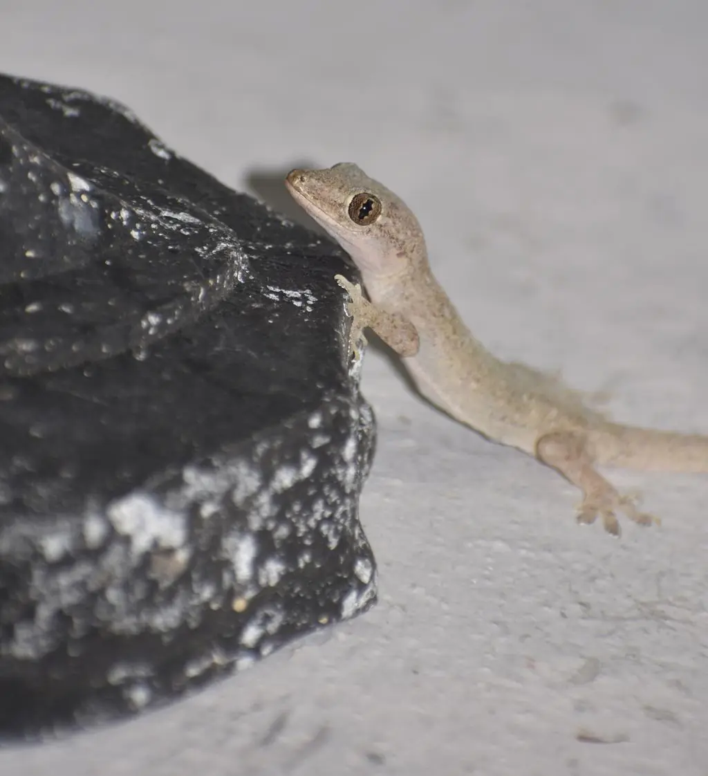What Does It Mean When You Find a Lizard in Your House? The Surprising Truth