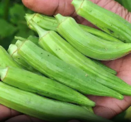 Doctors Reveal What Happens When You Eat Okra Regularly