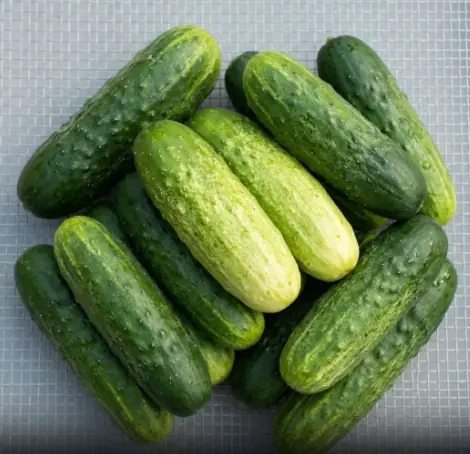 Doctors reveal that eating cucumber in salads causes...