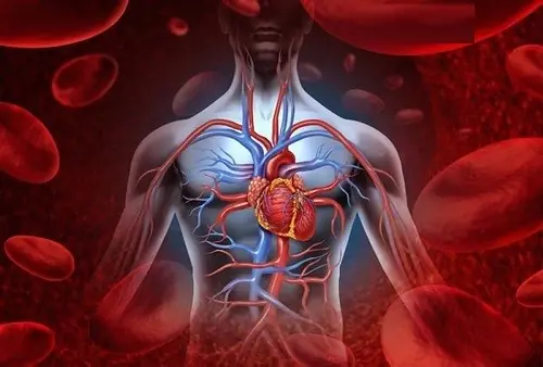 Why Good Bl00d Circulation in the Morning May Support a Healthier Heart?