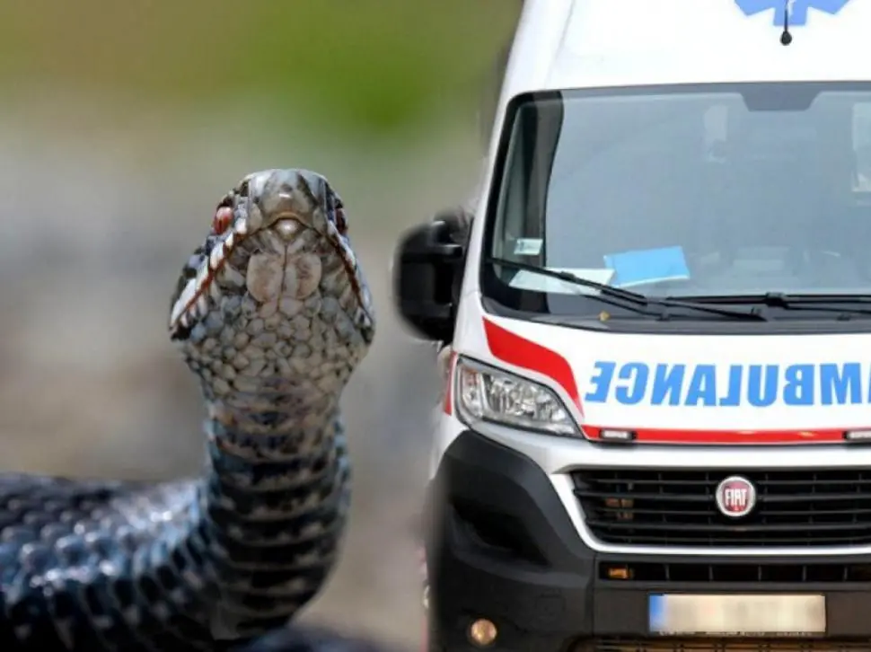 If Bitten by a Poisonous Snake, Should You Suck the Venom Out With Your Mouth? Experts Warn Against This Dangerous Myth