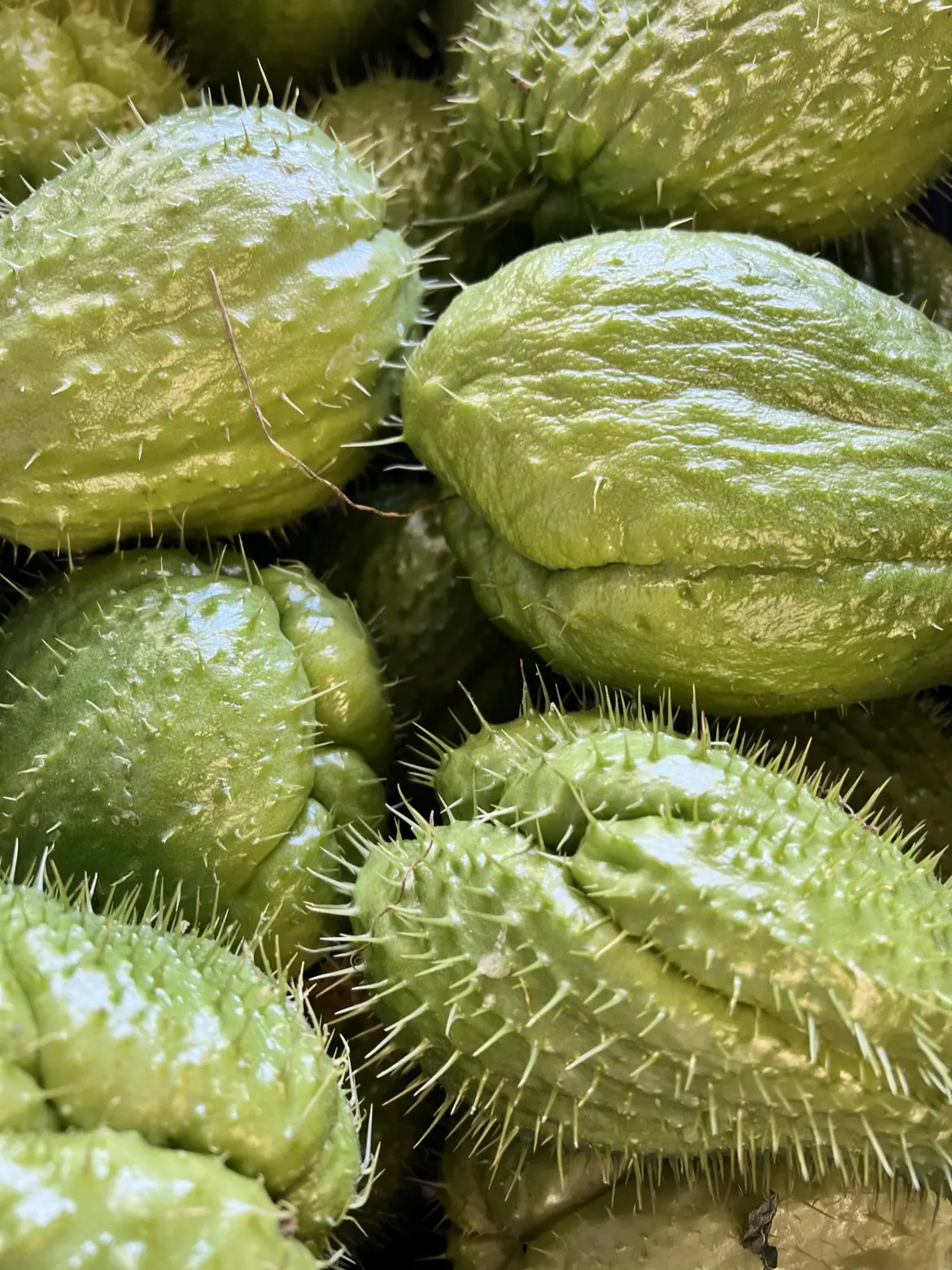 This Simple Vegetable May Offer Surprising Health Benefits When Eaten Daily